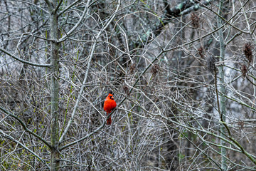 red cardinal perched in a tree