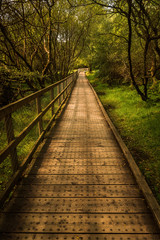 Pathway in Wicklow Mountains Ireland