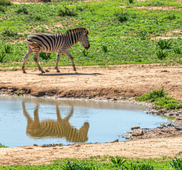 Fototapeta na wymiar Zebra at Waterhole with Reflection