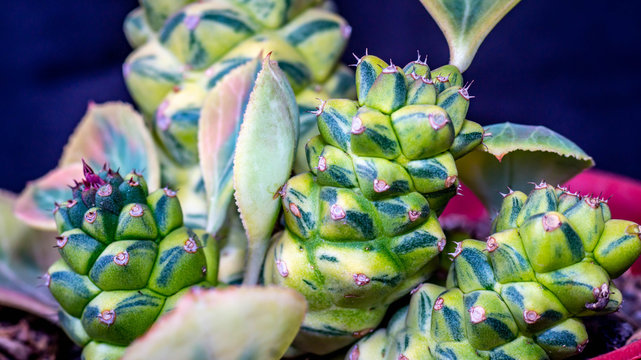 Closeup of Monadenium ritchiei variegata. Beautiful succulent plant