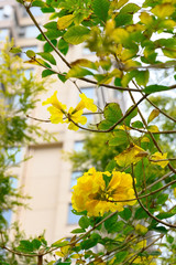 Obraz premium blooming Guayacan or Handroanthus chrysanthus or Golden Bell Tree