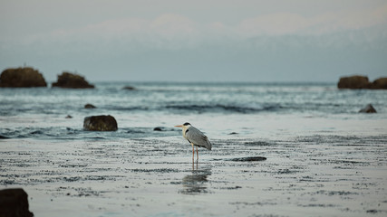 Grey heron on a beach