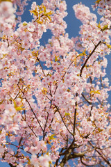 Pink cherry tree blossoming in spring