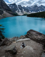 Beautiful cat sitting at a lookout over Moraine Lake in Alberta, Banff National Park. The stunning summer in Canada., travelling with pets in road trip, unique pets, travel, stunning view behind.	