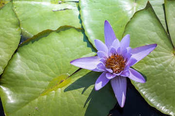 The background image of the colorful flowers