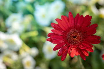 Obraz premium The background image of the colorful flowers