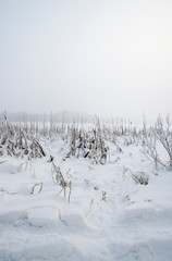 winter landscape with snowy trees and snow
