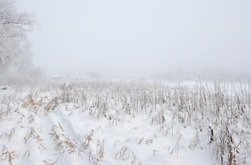 winter landscape with snowy trees