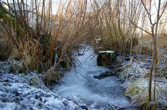 river in forest