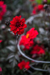 Fototapeta premium Flower detail botanic garden Dublin