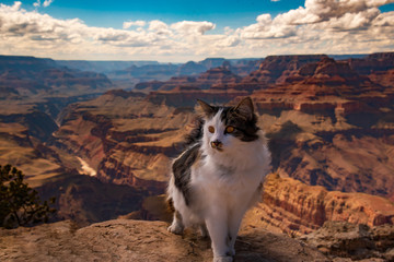 Black and white cat in the desert of Arizona during summer time with background view of Grand Canyon, United States of America. Travelling, travel with pets, cats in road trip. © Scalia Media