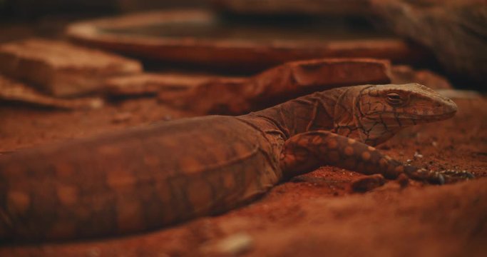 Perentie (Varanus giganteus), the largest monitor lizard in Australia, lying on the ground and closing its eyes. CLOSE UP, SLOW MOTION, SHALLOW DOF. B-roll. BMPCC 4K