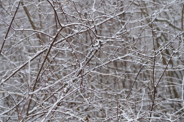 Fototapeta premium Branches with snow