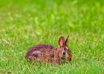rabbit in the grass