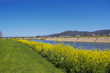 遠賀川河川敷の菜の花　福岡県直方市