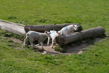 Fototapeta premium Lambs playing in a field