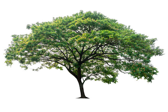 Tree isolated on white background, nature background.