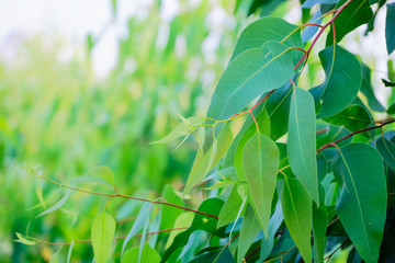Eucalyptus leaves. branch eucalyptus tree nature background