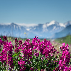 Canada summer scene outside of Haines Junction in Yukon Territory, Canada. Summertime views with pink, purple wild flowers and blurred snow capped mountain background. 
