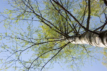 Fototapeta premium birch