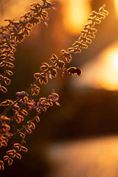 Bee on the flower sunrise