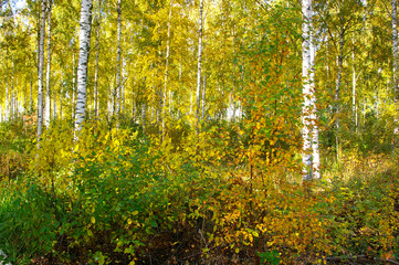 Obraz premium Autumn colors