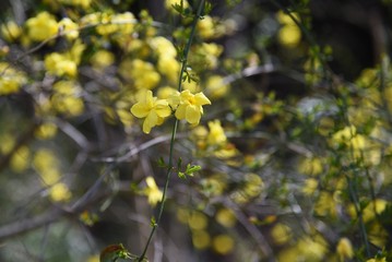 Winter jasmine flowers (Jasninum nudiflorum)