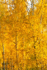 Obraz premium Autumn colors