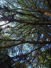 Obraz premium trees in the forest