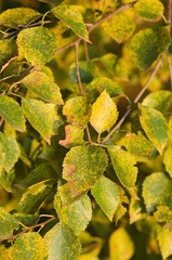autumn colors