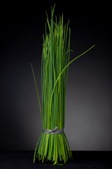 Vibrant green Allium or Chinese onion halm held together by plastic string standing straight up contrasted against a dark grey studio background