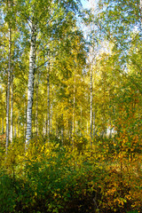 Obraz premium autumn colors