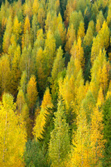 Fototapeta premium autumn colors