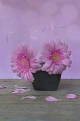 Closeup of a single pink flowering chrysanthemums, soft flower background	