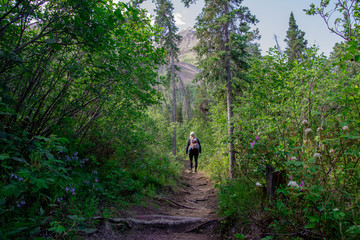 Woman hiking alone through wilderness of Canada on a isolated hiking trail with bright green, lush,...