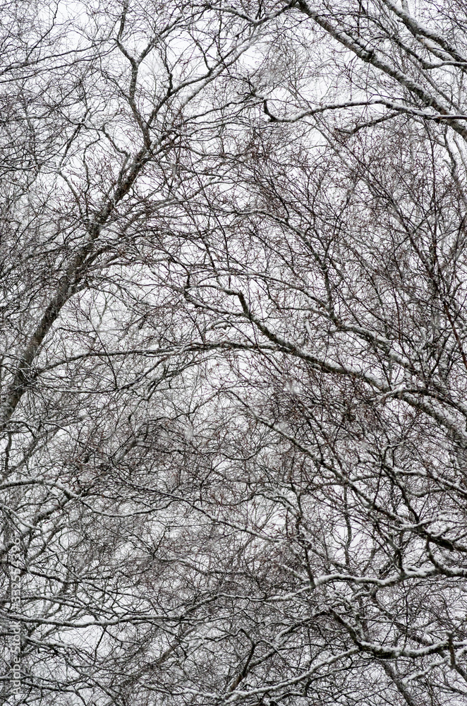 Sticker tree in winter