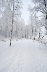 road in winter forest