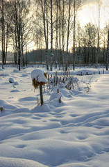 deer in winter forest