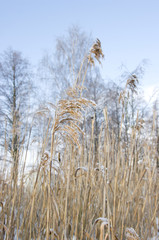 Obraz premium grass and sky