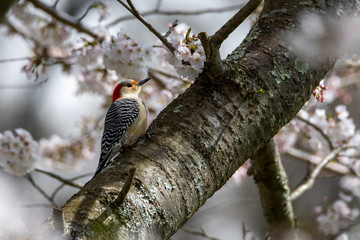 Female Red-bellied Woodpecker in a Flowering Cherry Tree