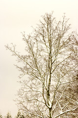 tree in fog