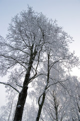 tree in winter