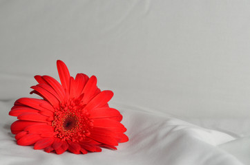 Orange flower on white 4