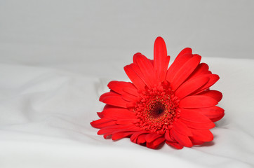 Orange flower on white 3