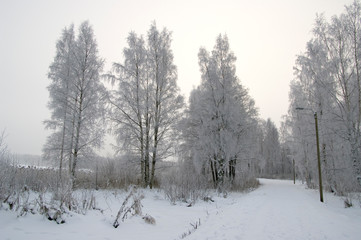 forest in winter
