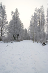 road in winter forest