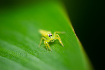 Green Jumping Spider also known as Mopsus Mormon.