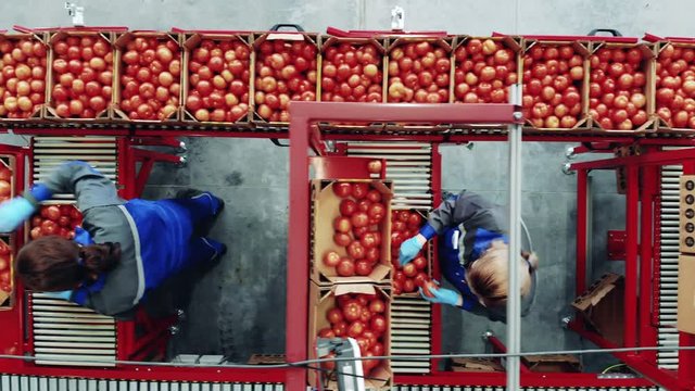 Factory conveyor and industrial production facility, packing equipment. Top view of women packing and weighing tomatoes