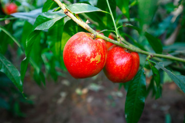 Organic peaches on tree branch