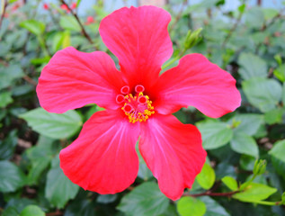 Large pink hibiscus flower with five separate petals.